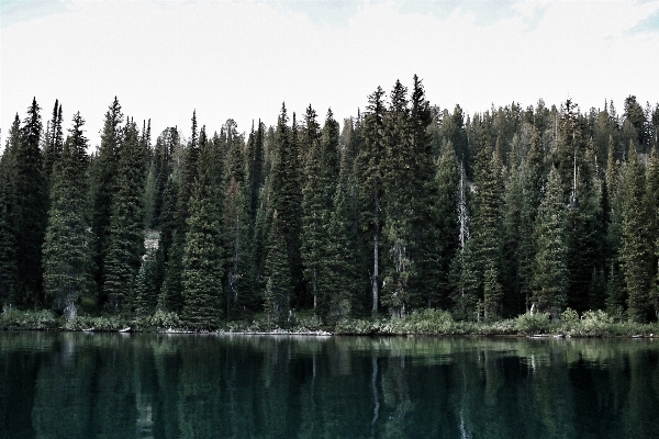 Tree forest wilderness mountain Photo