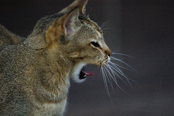 Foto Animais selvagens gato mamífero fauna