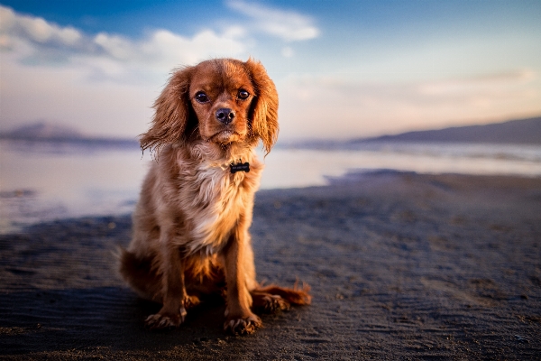 Foto Spiaggia cucciolo cane animale domestico