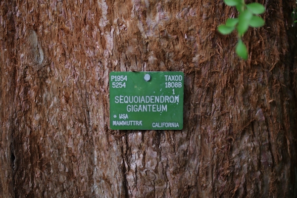 Foto árbol naturaleza bosque planta