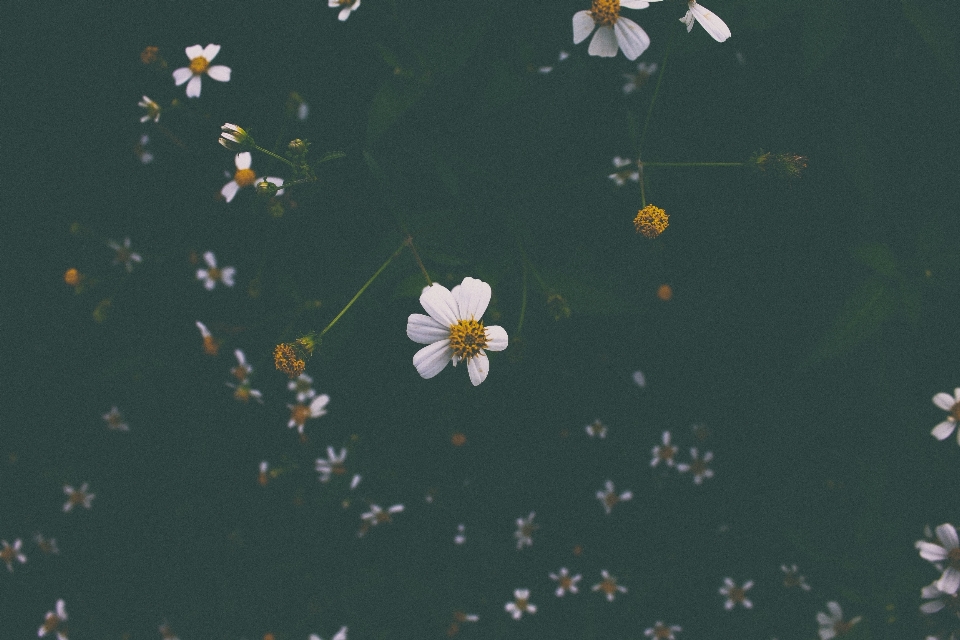 Bianco luce del sole foglia fiore