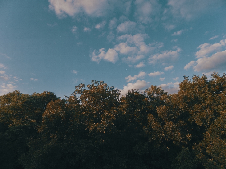 Landscape tree nature forest