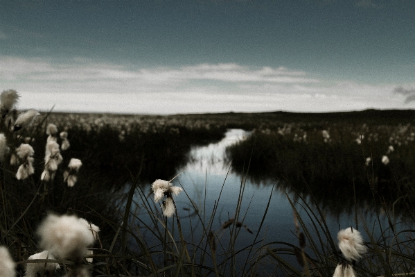 Wasser natur gras winter Foto