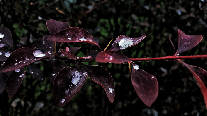 Tree nature branch blossom Photo