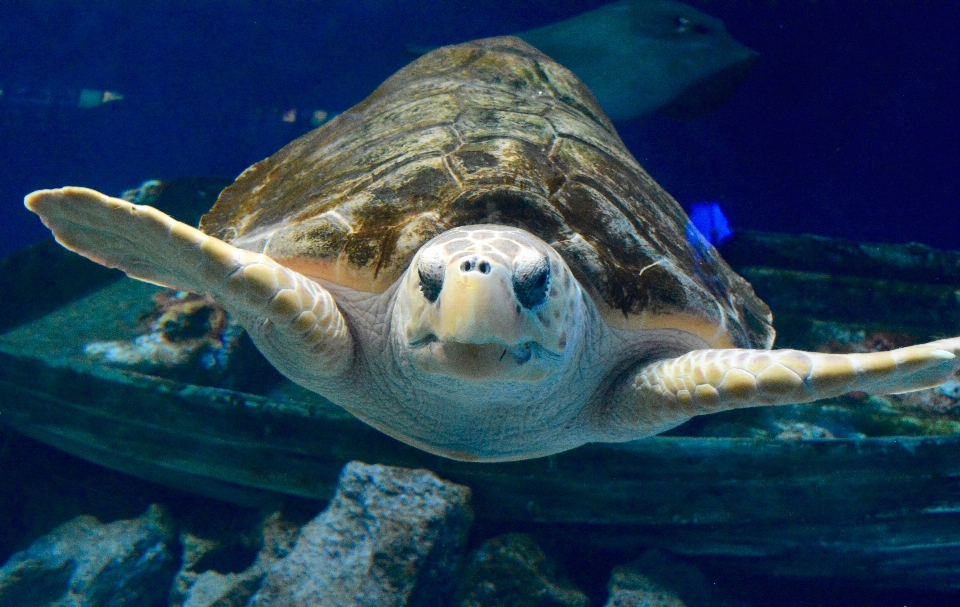 海 海洋 水下 生物学