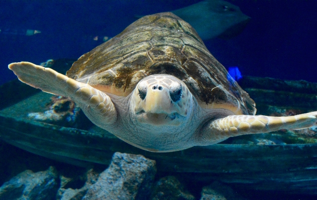 Sea ocean underwater biology Photo