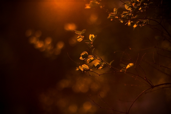 Photo Bifurquer lumière soleil coucher de