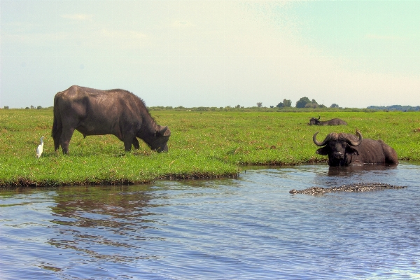 Prairie adventure wildlife herd Photo