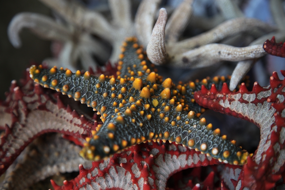 Fauna estrela do mar coral invertebrado