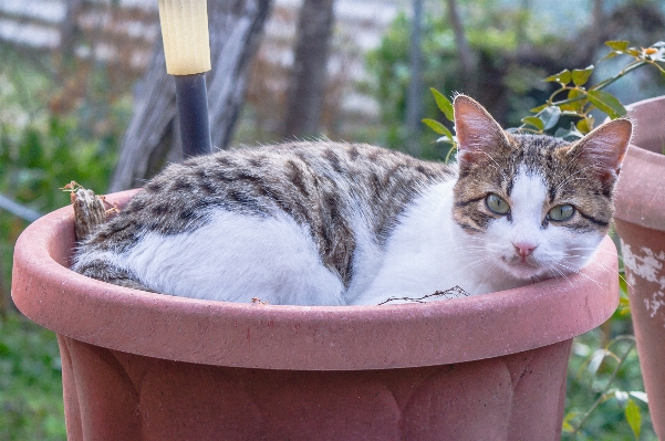 Foto Anak kucing mamalia fauna