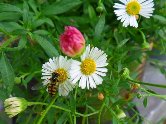 Plant meadow flower daisy Photo