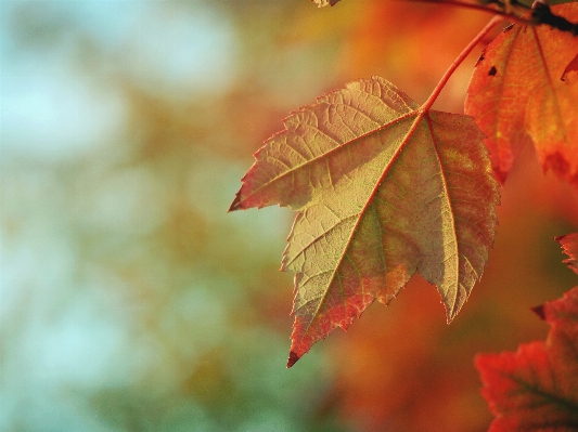 Tree nature branch plant Photo