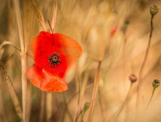 Doğa çiçek bitki fotoğrafçılık Fotoğraf