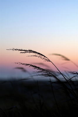 Nature grass horizon light Photo