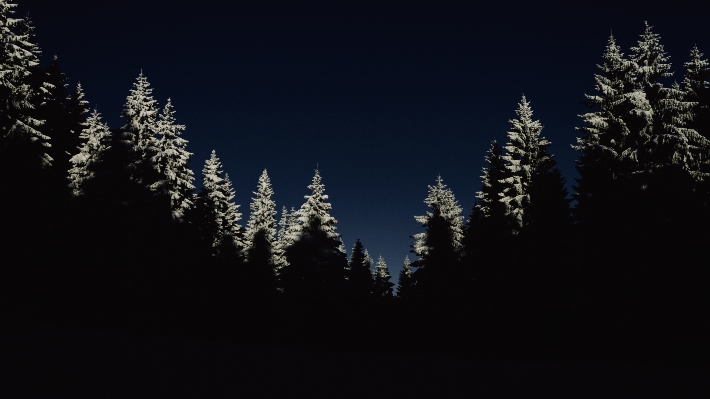 Foto Albero foresta ramo inverno