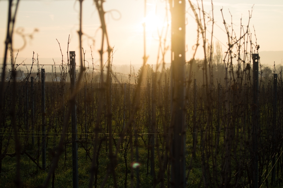 Baum natur wald gras