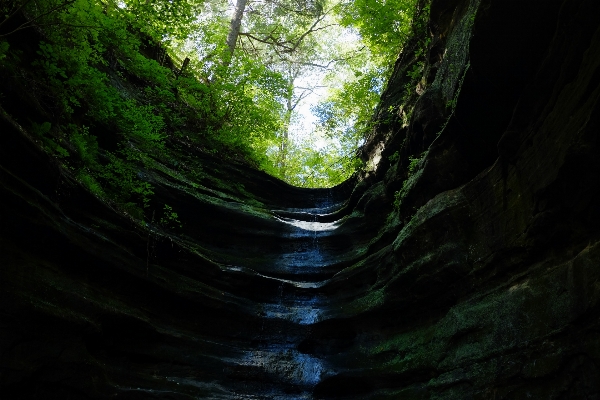 Tree nature forest rock Photo