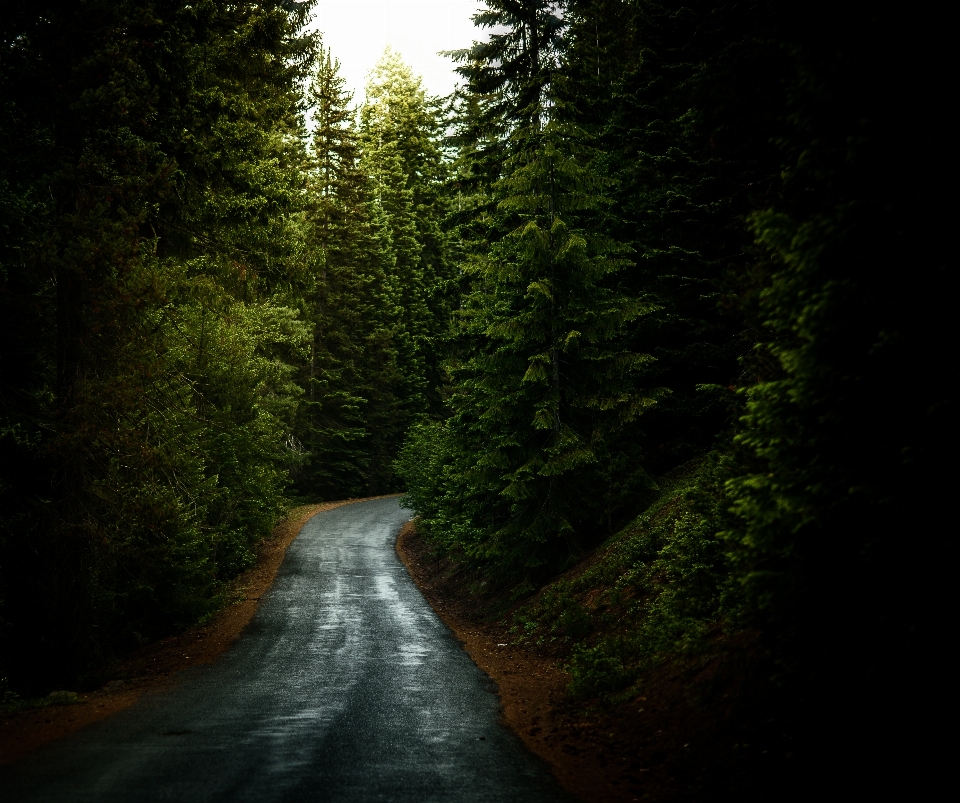 Albero natura foresta sentiero