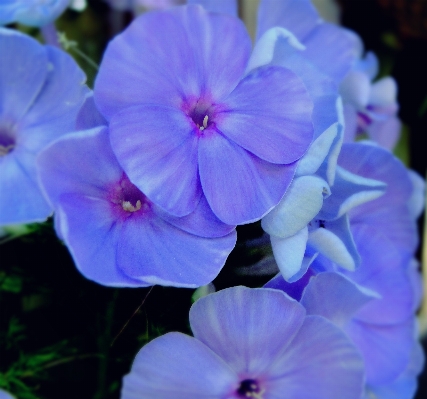 Plant flower purple petal Photo