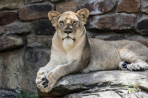 Animal wildlife zoo mammal Photo