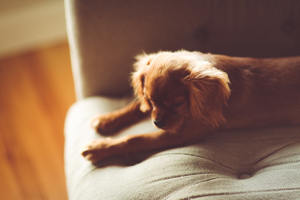 Sedia cucciolo cane canino
