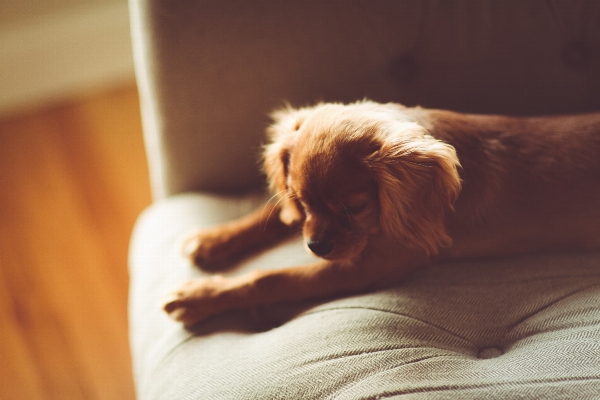 Foto Kursi anak anjing anjing
