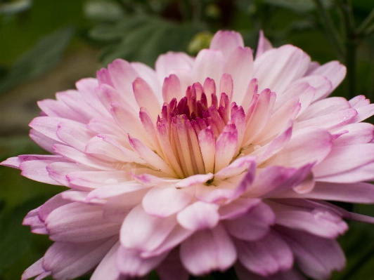 Blossom plant flower petal Photo