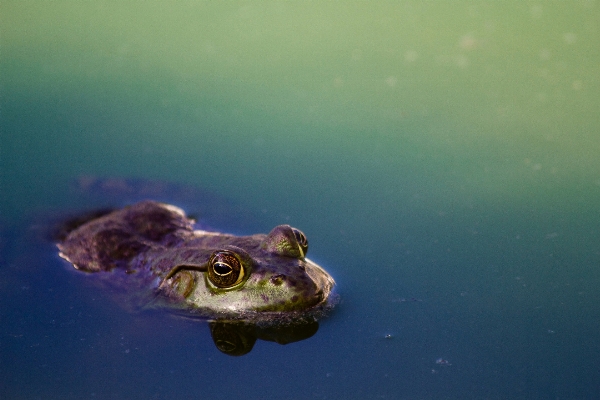 Sea water pond underwater Photo