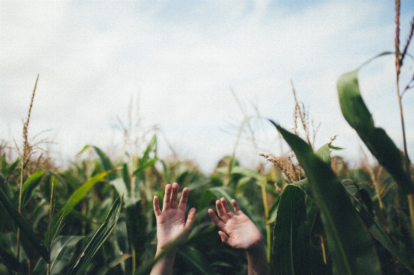 Hand nature grass plant Photo