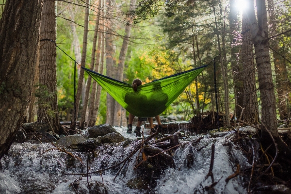 Foto árbol naturaleza bosque pantano