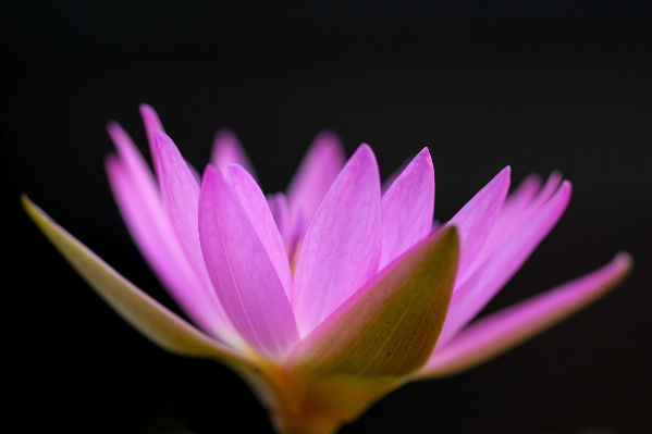 Blossom plant photography leaf Photo