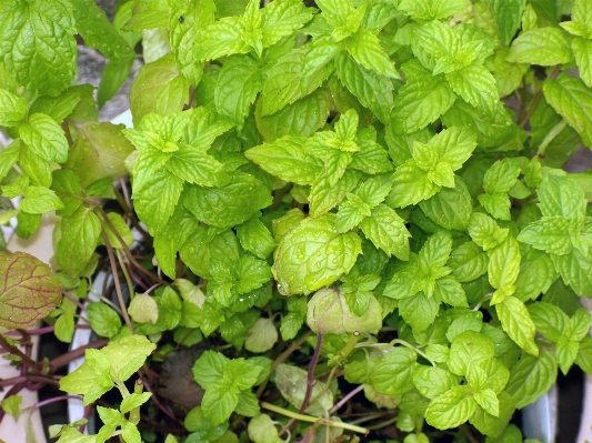 Plant leaf flower herb Photo