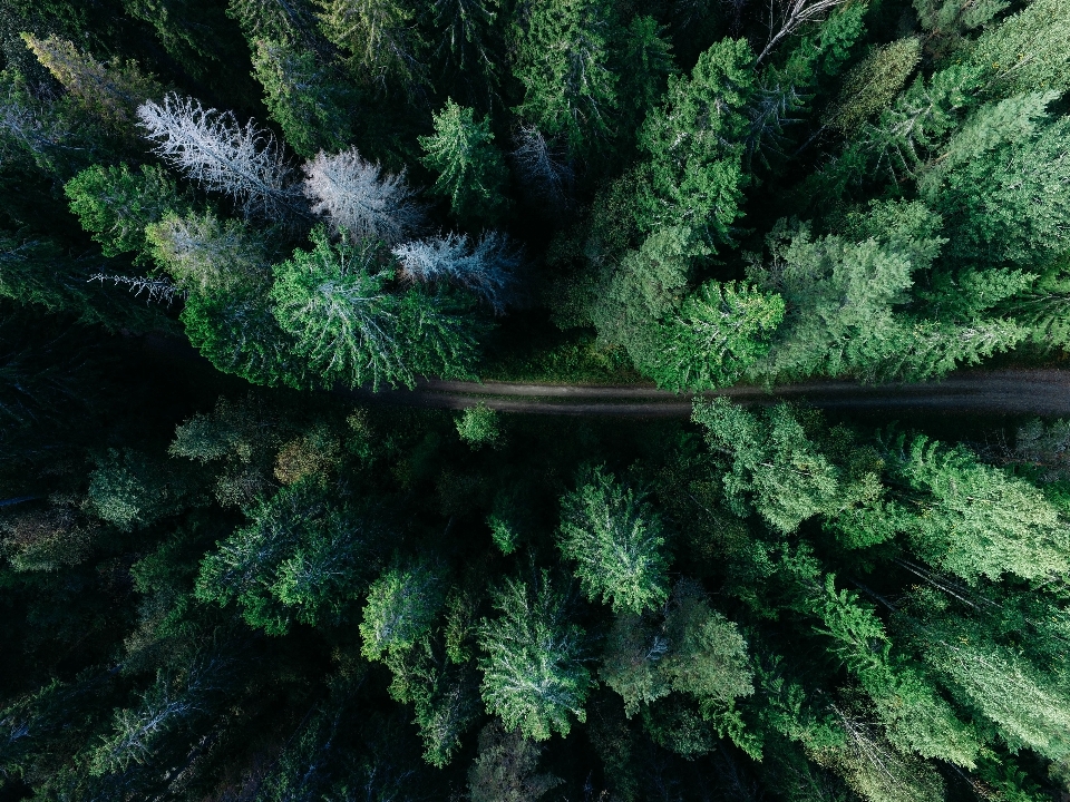 Tree forest path branch