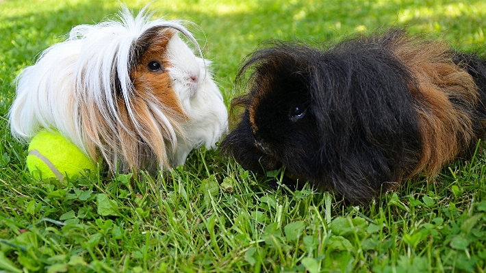 Foto Rumput mamalia hewan pengerat fauna