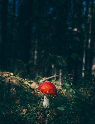 木 自然 森 ブランチ 写真