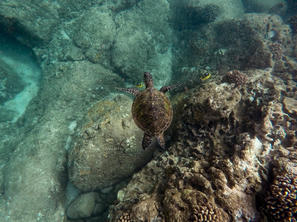 Sea water underwater biology