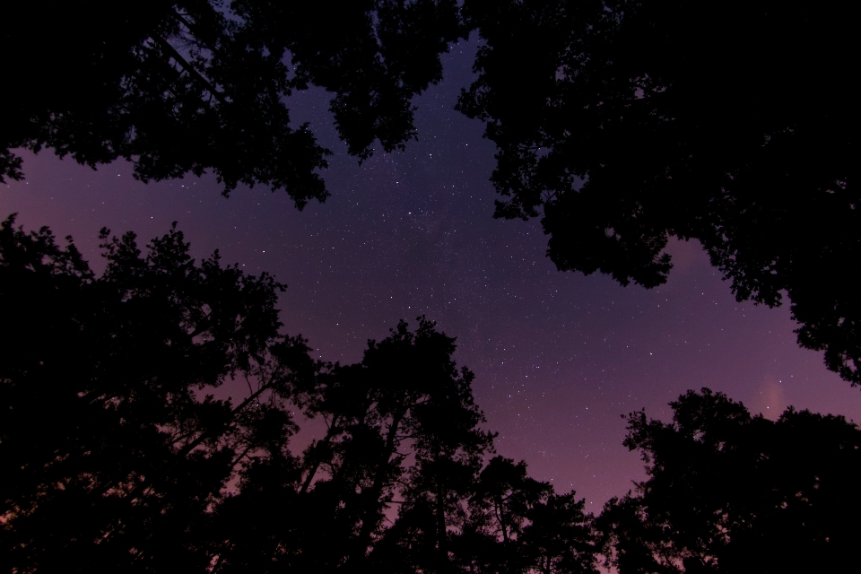 Arbre nuage ciel nuit