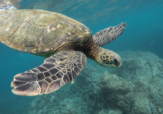 生物学 カメ ウミガメ
 爬虫類 写真