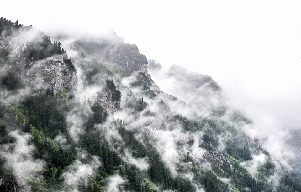 树 山 云 多雾路段