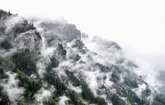 Tree mountain cloud fog Photo