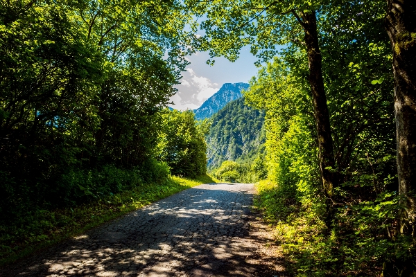 Landscape tree nature forest Photo