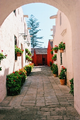 Architecture street house flower Photo