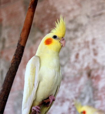 Foto Pássaro bico amarelo fauna