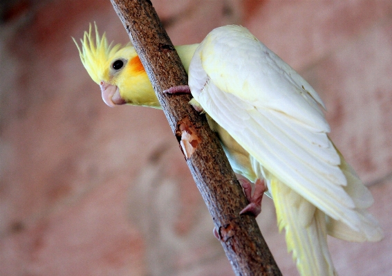 Nature branch bird wing Photo