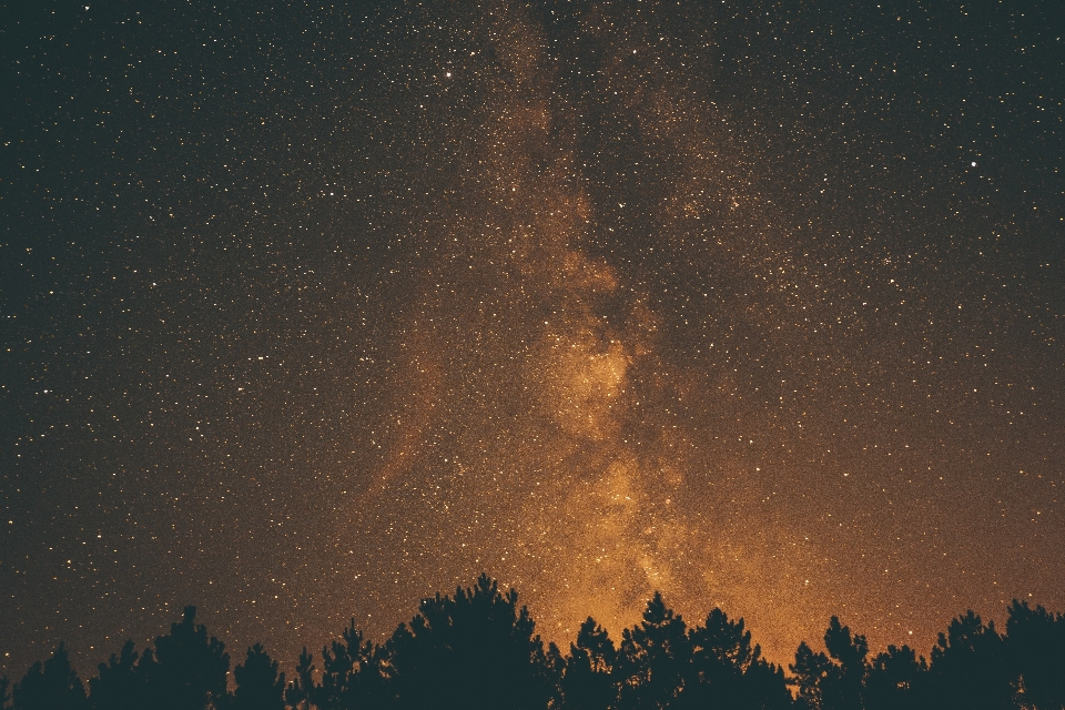 árbol silueta cielo noche