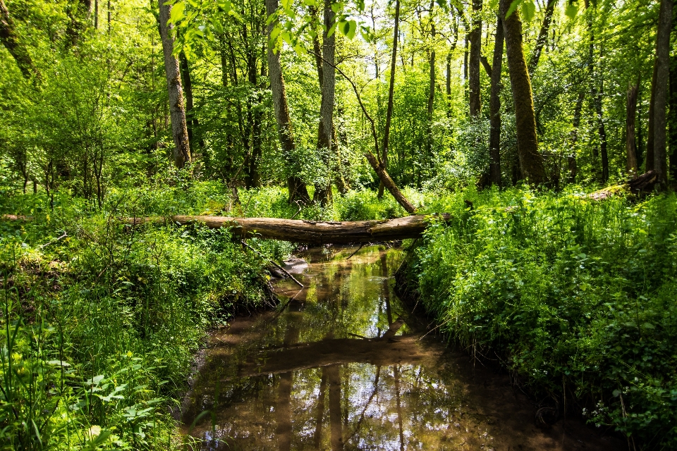 Arbre nature forêt marais