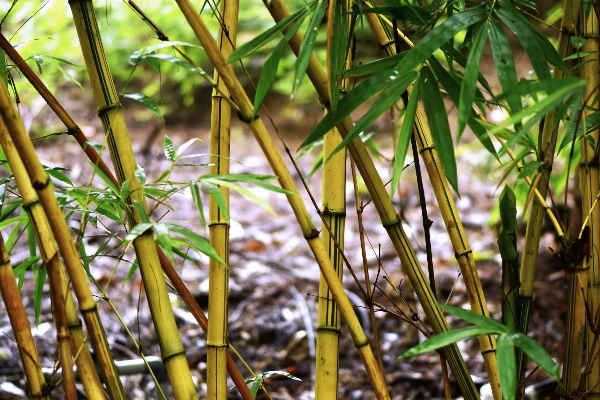 木 自然 森 草 写真