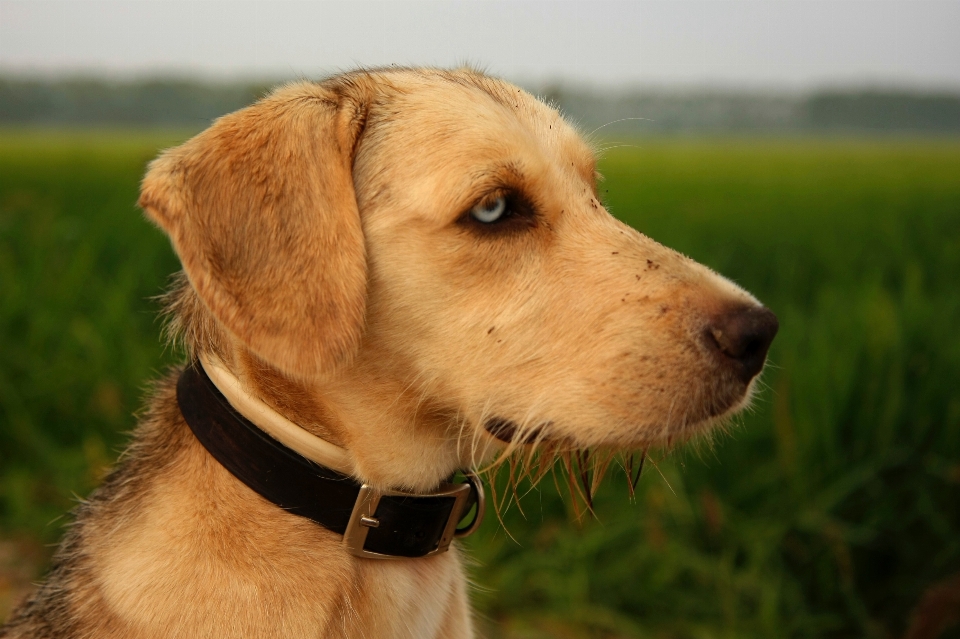 Field puppy dog animal