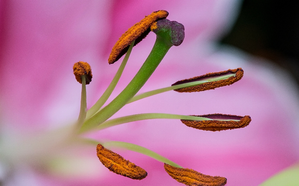 Plant photography leaf flower