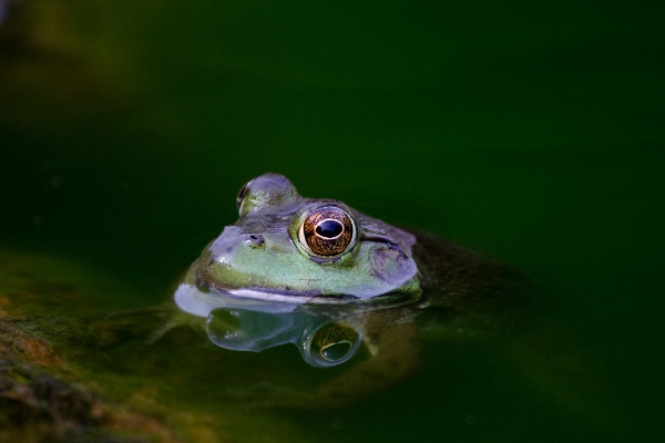 Water green biology frog Photo